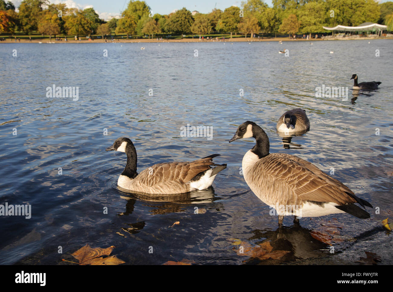 Canada Geese in Hyde Park, London, UK Stock Photo
