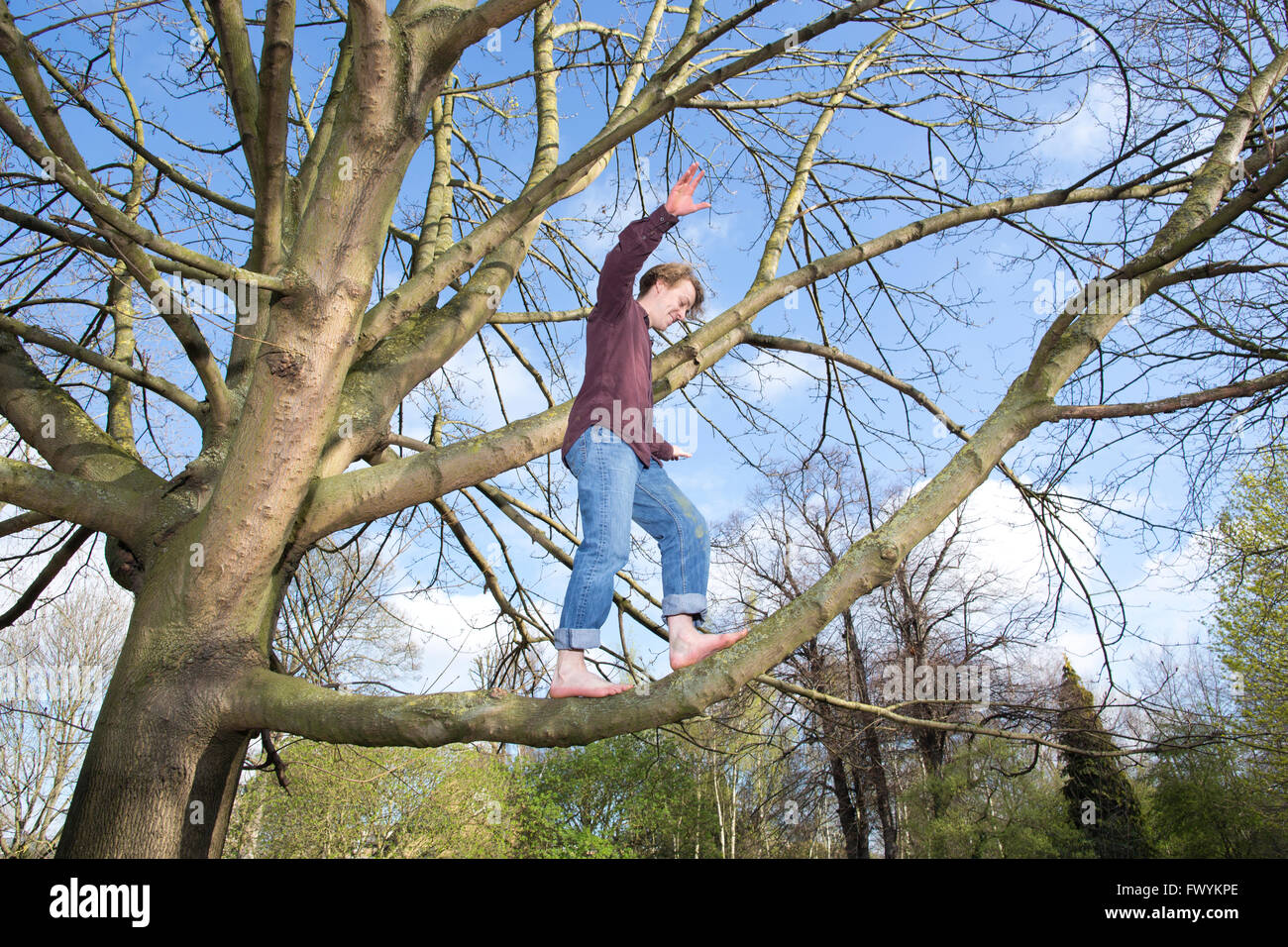 Jack Cooke, author of 'The Tree Climber's Guide', up in a tree in Ravenscourt Park, near Hammersmith, London, England, UK Stock Photo