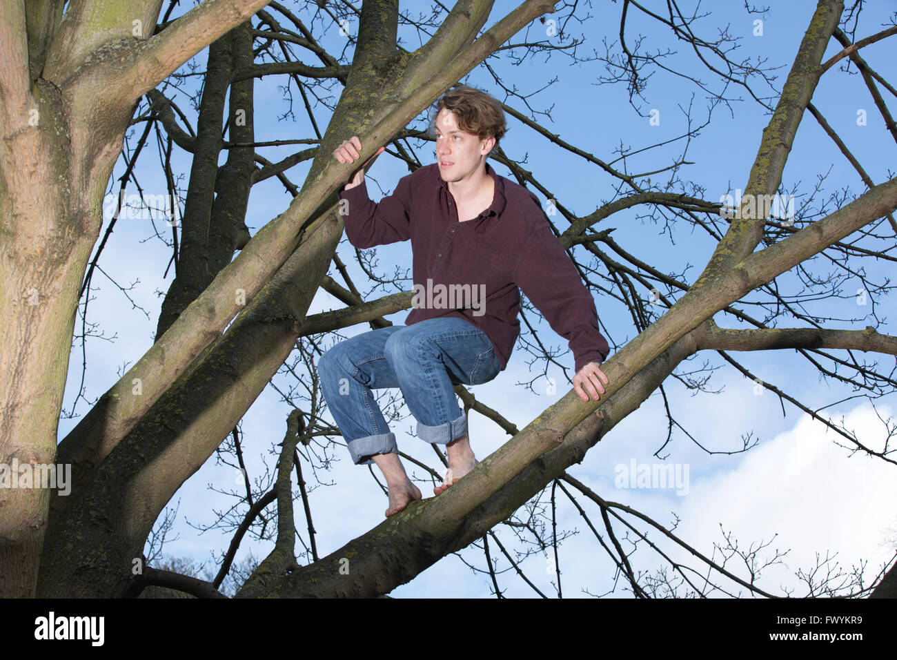 Jack Cooke, author of 'The Tree Climber's Guide', up in a tree in Ravenscourt Park, near Hammersmith, London, England, UK Stock Photo