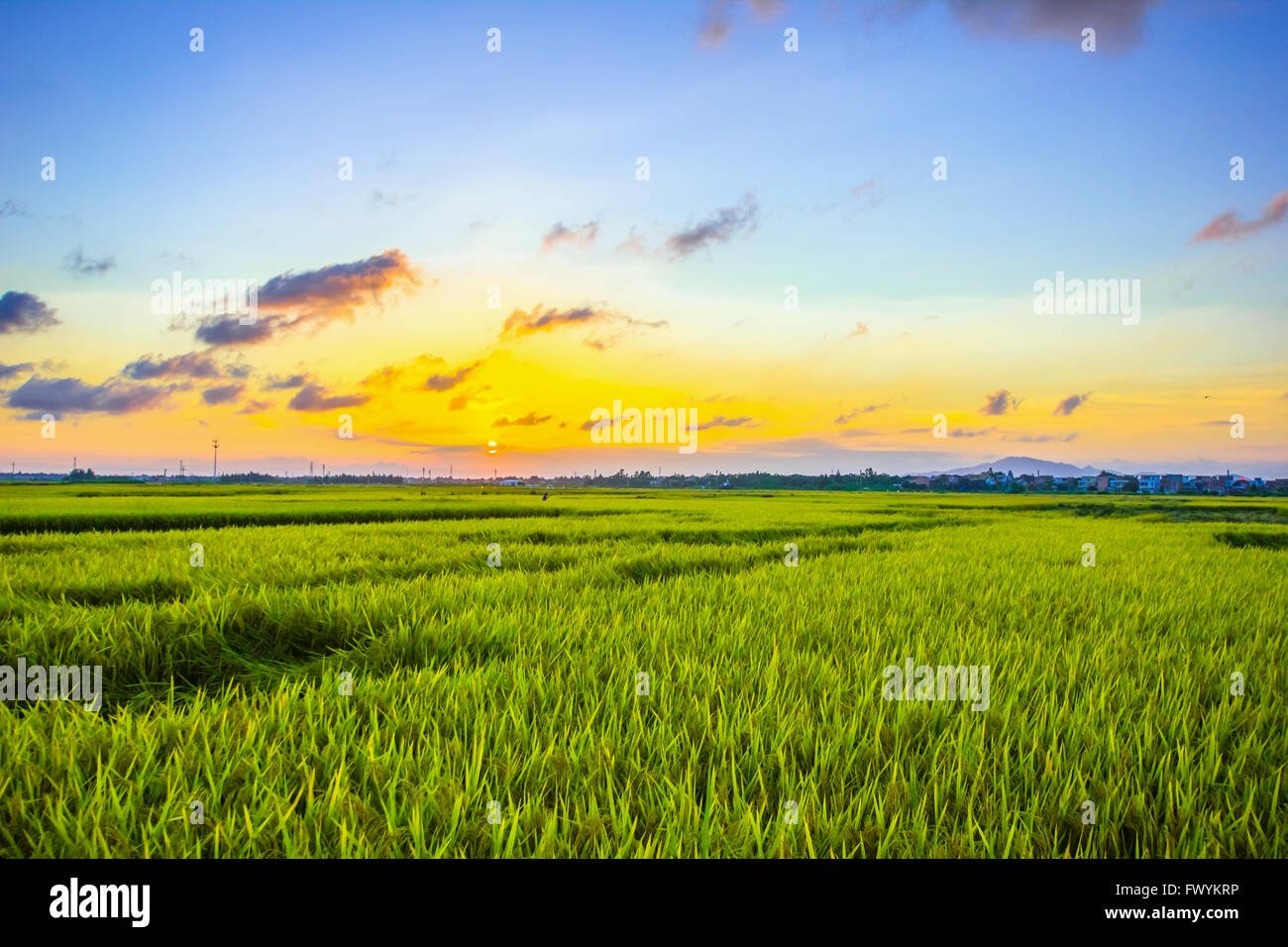 The cultivation of rice mature in the sun is golden Stock Photo