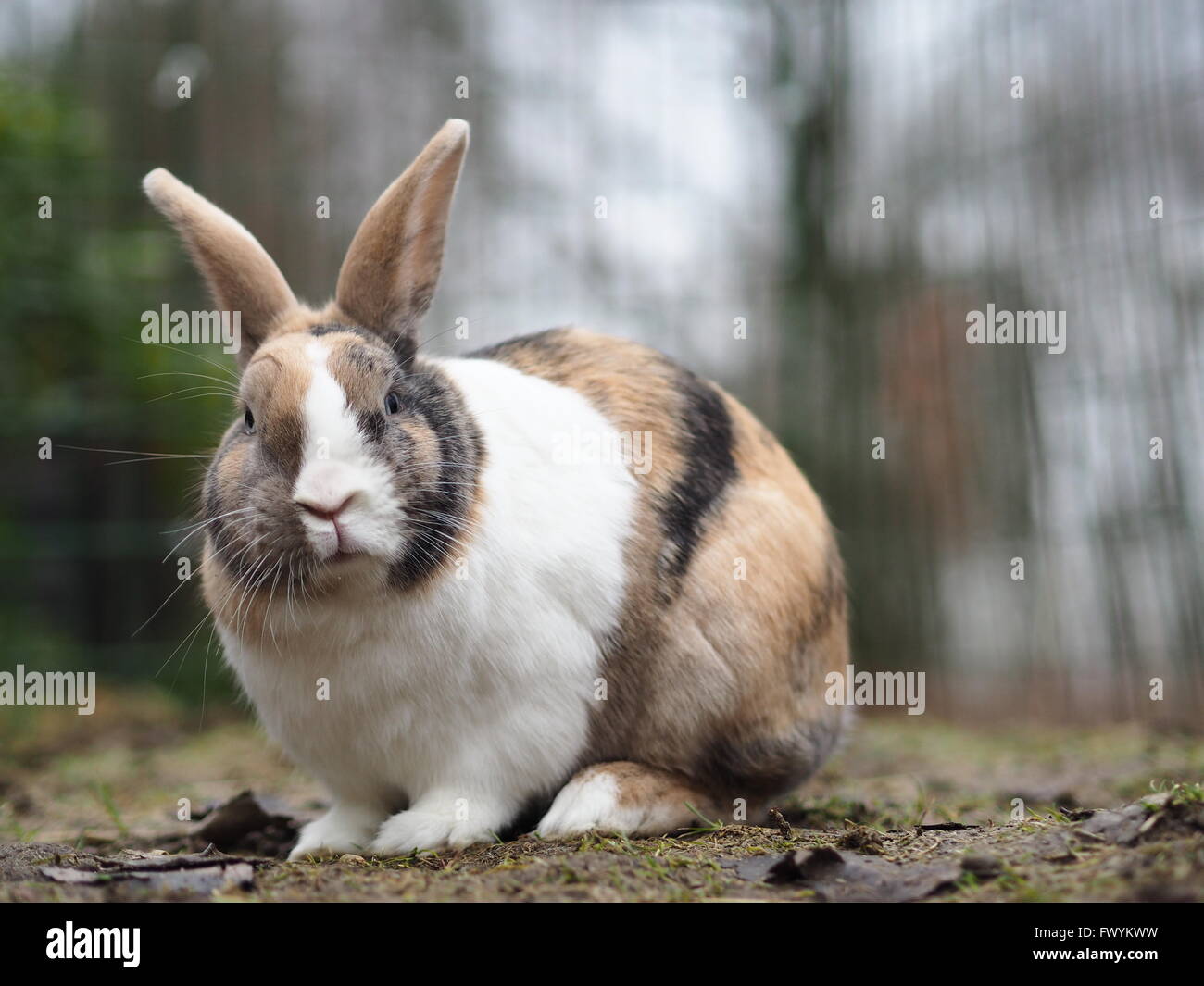 Black, white and brown bunny outside Stock Photo - Alamy