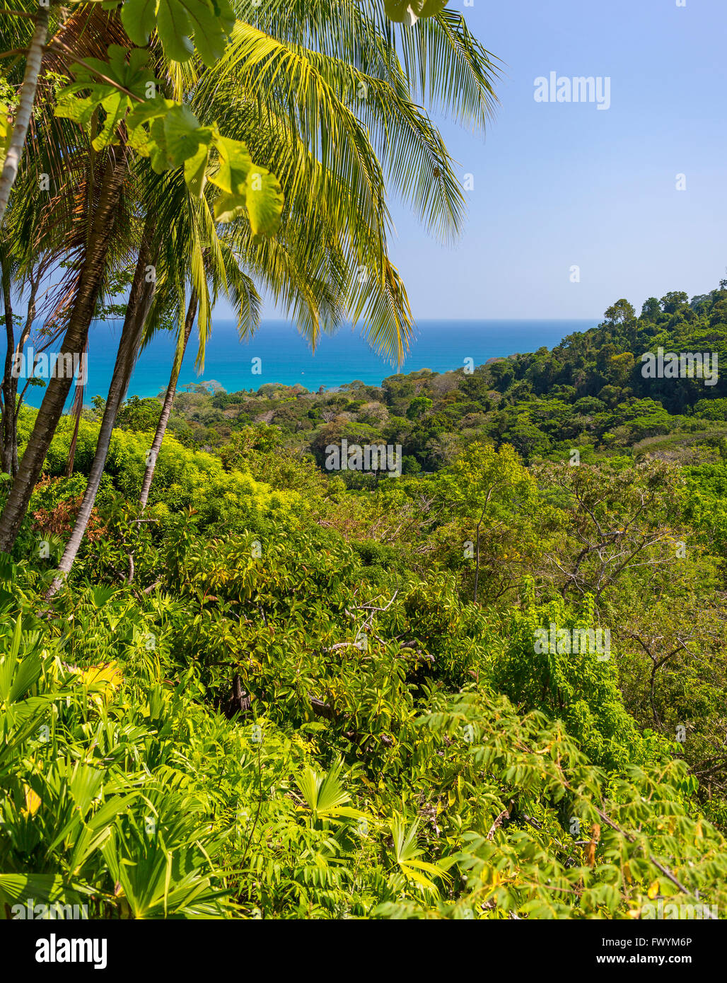 OSA PENINSULA, COSTA RICA - Palm trees, rain forest and Pacific Ocean. Stock Photo