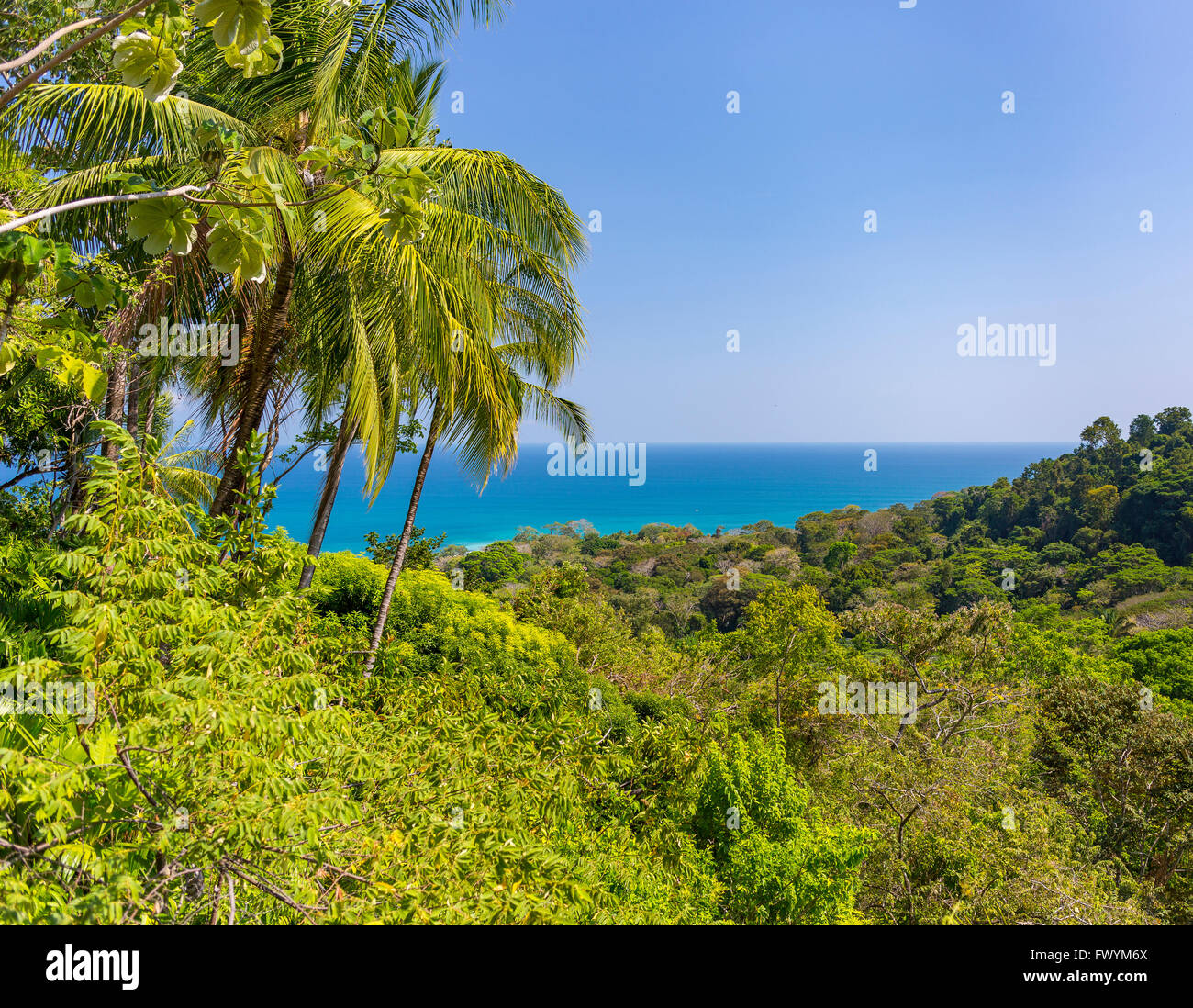 OSA PENINSULA, COSTA RICA - Palm trees, rain forest and Pacific Ocean. Stock Photo