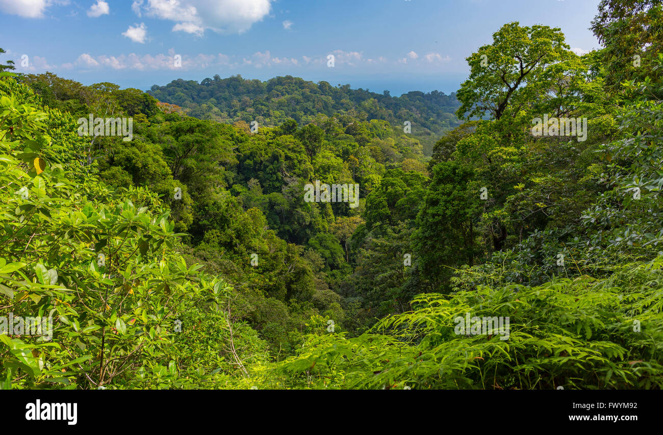 OSA PENINSULA, COSTA RICA - Trees in primary rain forest. Stock Photo