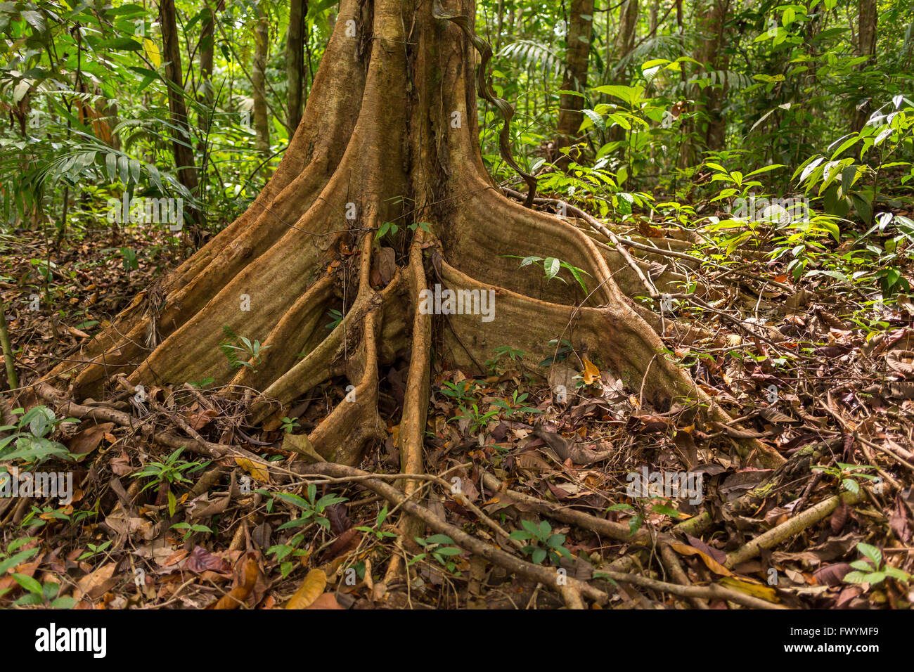 OSA PENINSULA, COSTA RICA Royal mahogany tree in primary rain forest. Carapa guianensis Stock