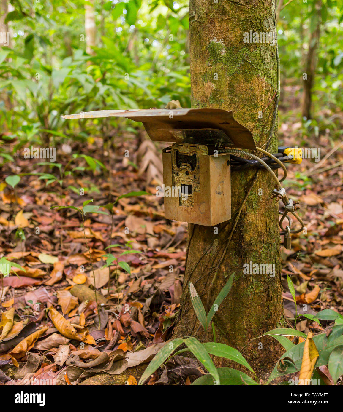 OSA PENINSULA, COSTA RICA - Camera trap strapped to tree in rain forest Stock Photo