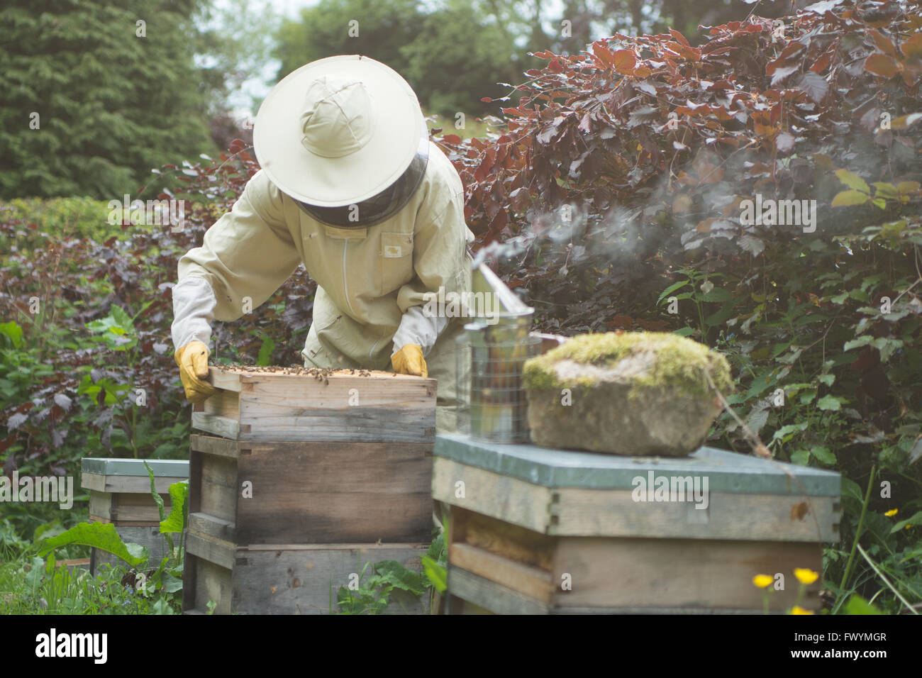 beekeeper smoking hives of bees in a field by a hedge Stock Photo