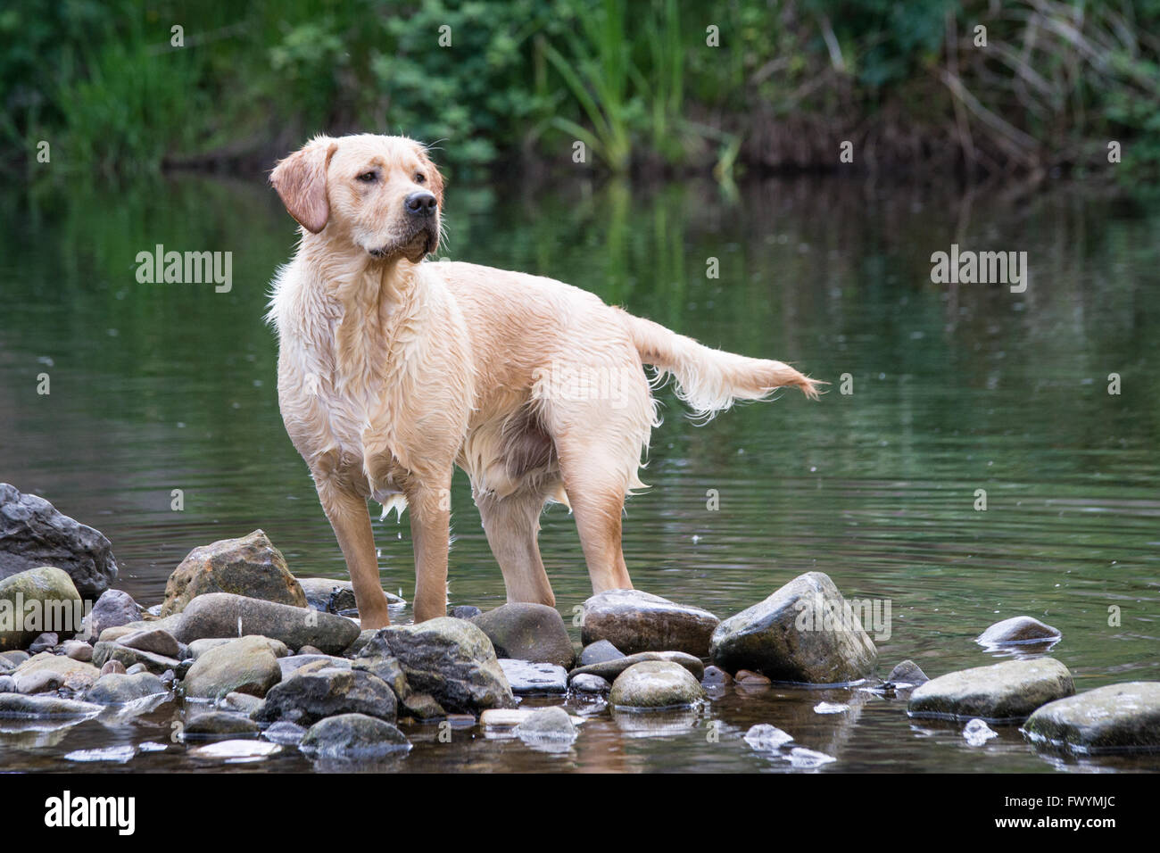 Golden Labrador retriever standing in river on a summer day Stock Photo