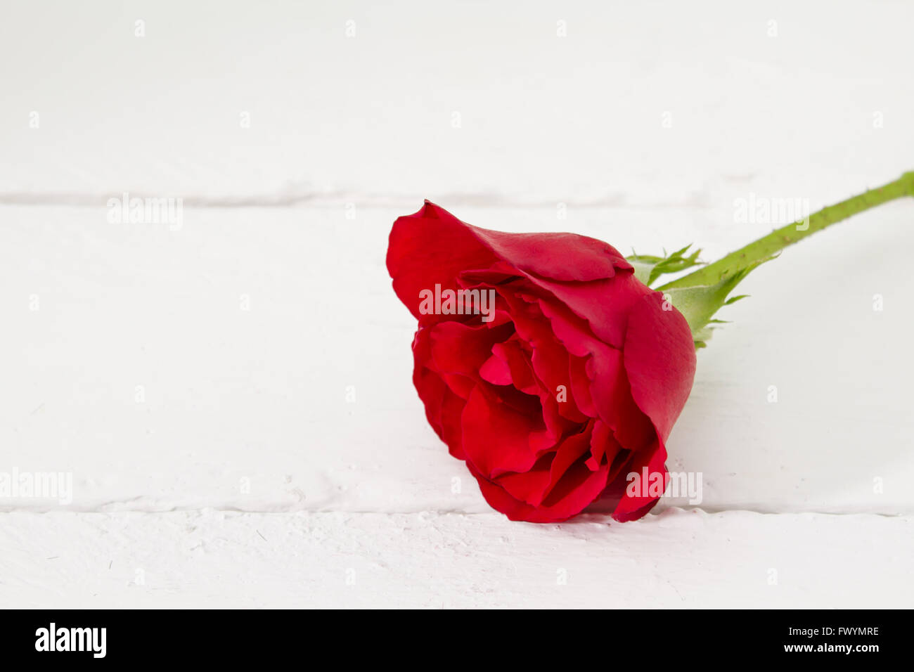 One single red rose isolated on white wooden plank deck background Stock Photo