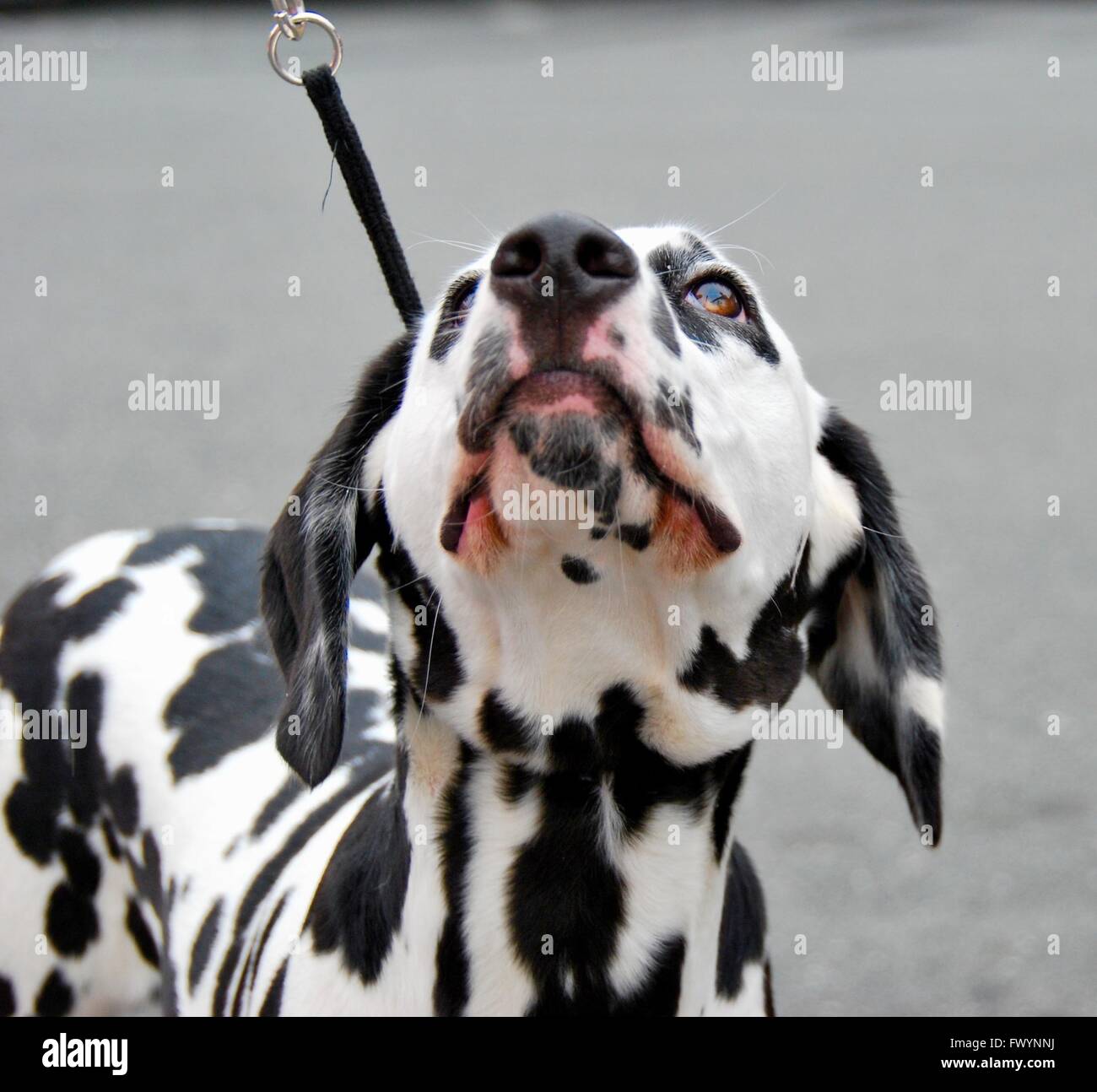 Dalmatian w pleading look to owner who holds leash.. Stock Photo