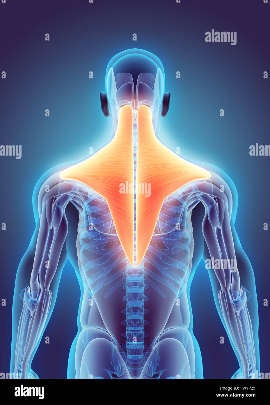 3D illustration of Trapezius, Part of Muscle Anatomy. Stock Photo