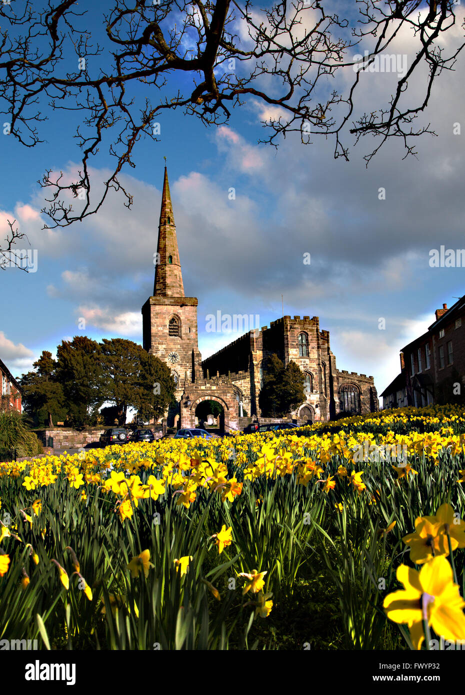 St Mary's parish Church at Astbury near Congleton  Cheshire  England standing on the village green and daffodil's in flower in springtime Stock Photo