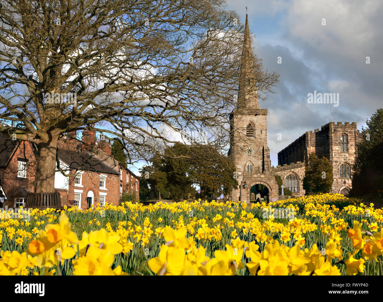St Mary's parish Church at Astbury near Congleton  Cheshire  England standing on the village green and daffodil's in flower in springtime Stock Photo