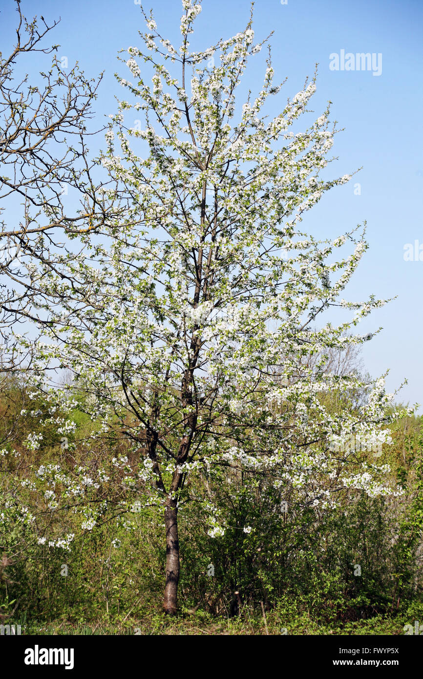 Cherry-tree,blossom,springtime in the country,Croatia,Europe Stock Photo