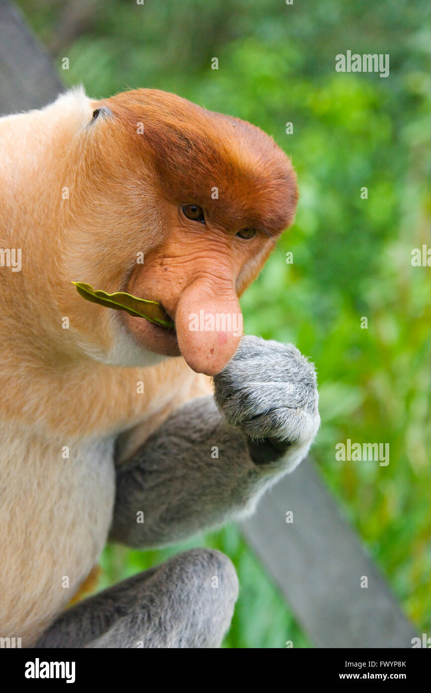 Proboscis monkey (Nasalis larvatus) smelling grass, Sandakan, Borneo ...