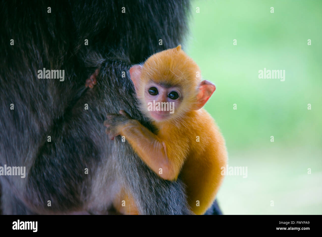 Black Leaf Monkeys, mother with cub (Presbytis francoisi), Sandakan, Borneo, Malaysia Stock Photo