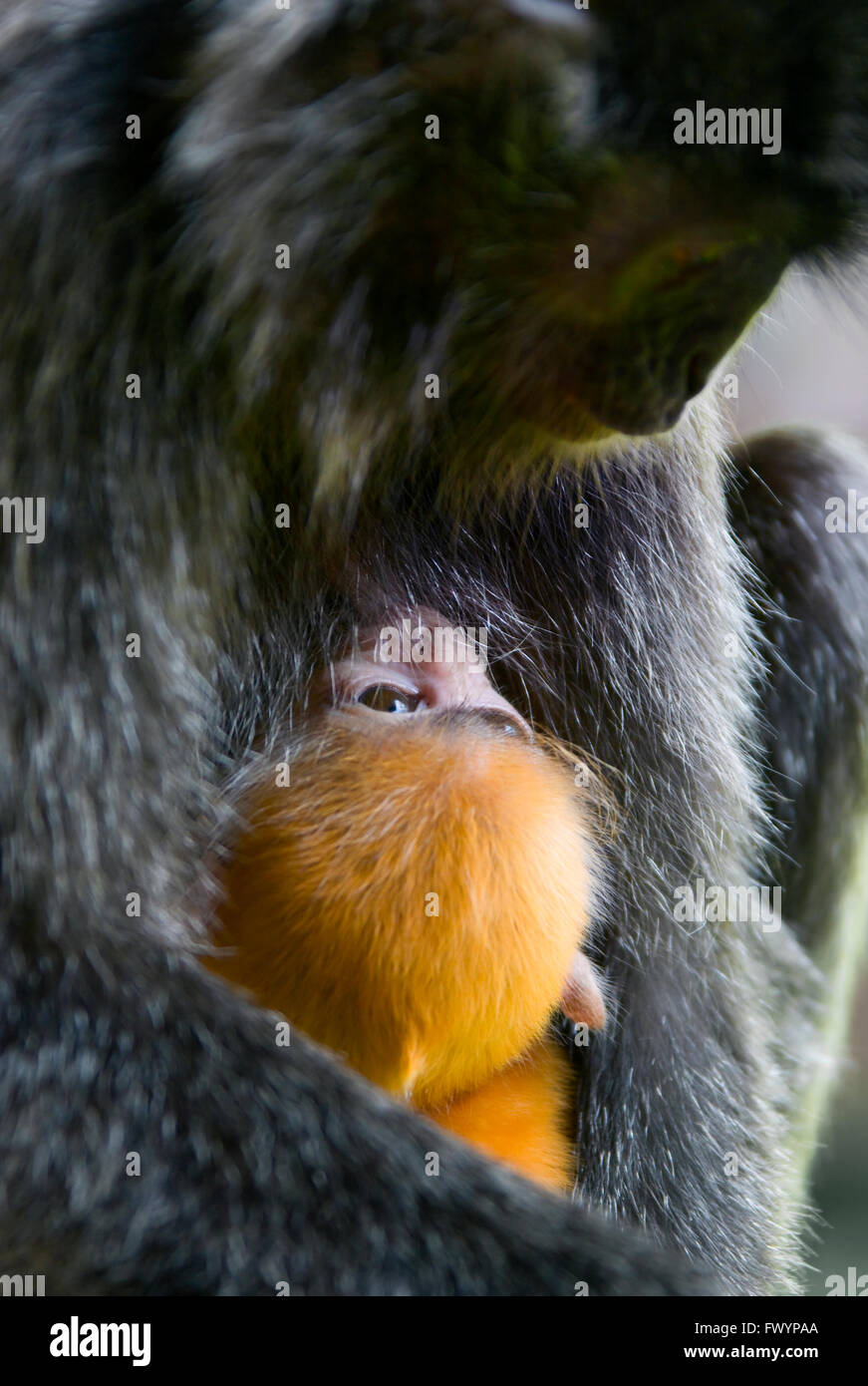 Black Leaf Monkeys, mother with cub (Presbytis francoisi), Sandakan, Borneo, Malaysia Stock Photo