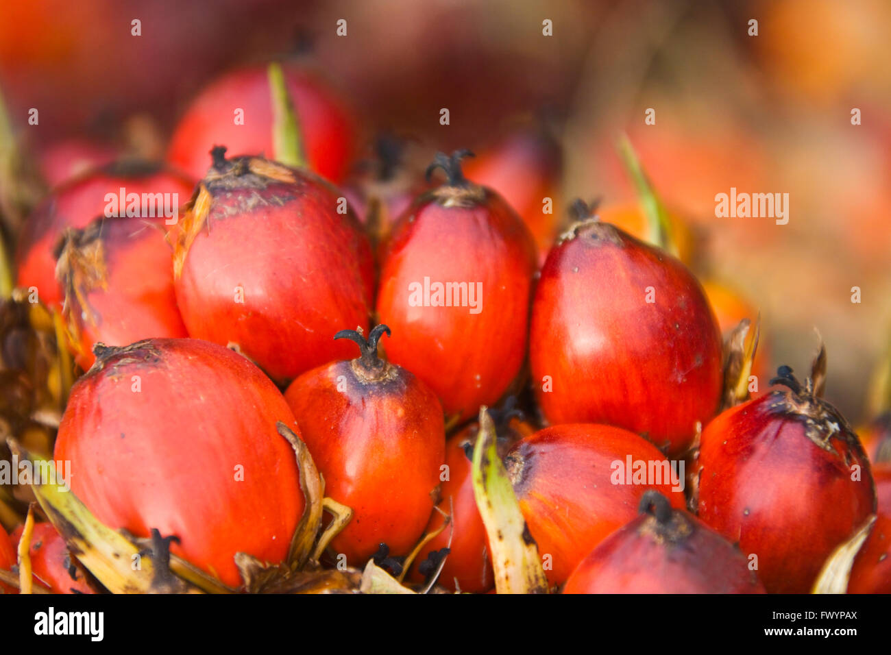Oil palm (Elaeis guineensis),  Sandakan, Borneo, Malaysia Stock Photo