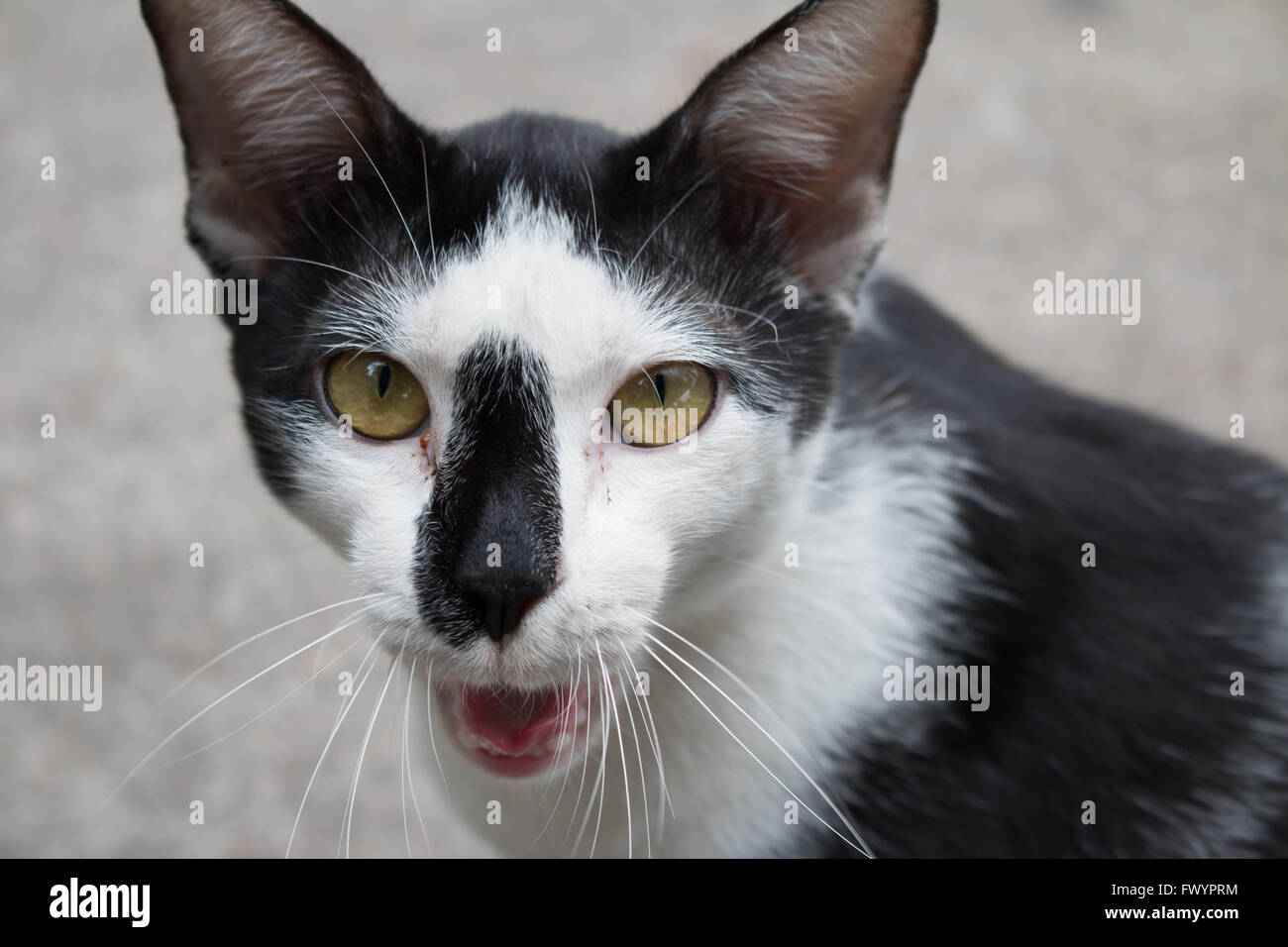 Stray black and white tuxedo cat yawning Stock Photo - Alamy