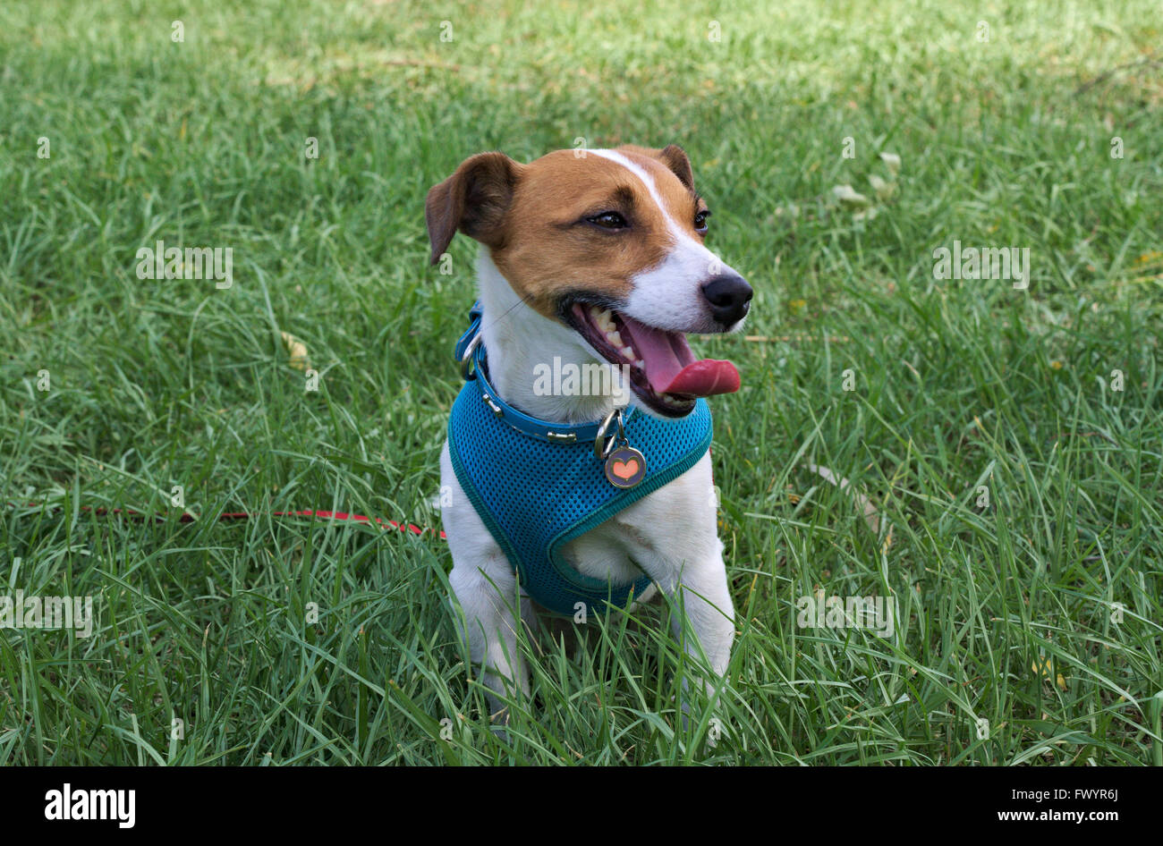 Pet fox terrier on lead, with tags, on green grass Stock Photo
