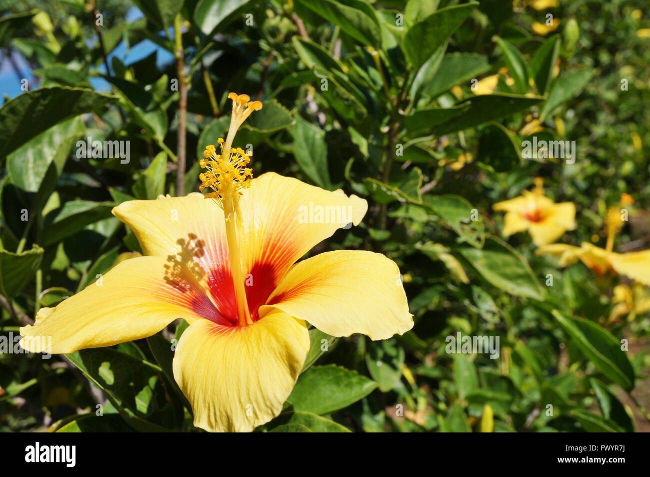 Tropical yellow hibiscus flower in bloom Stock Photo - Alamy