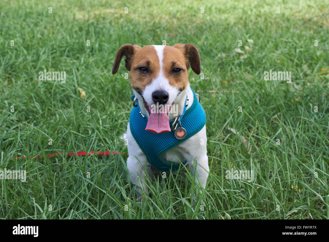 Pet fox terrier on lead, with tags, on green grass. Stock Photo