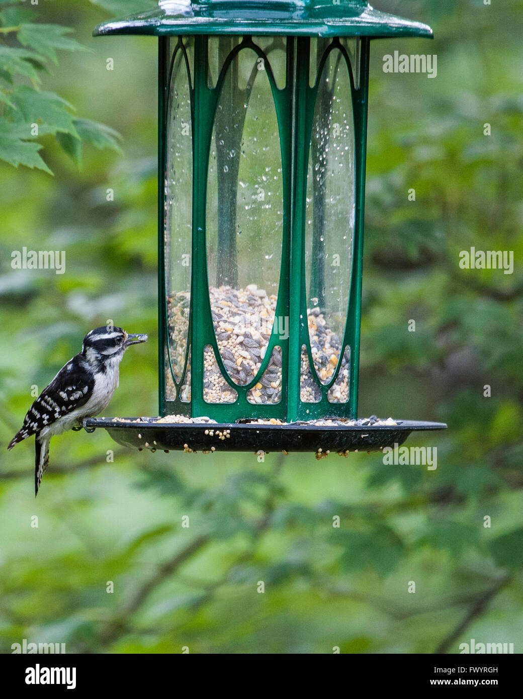 Woodpecker on Bird Feeder for Lunch Stock Photo - Alamy