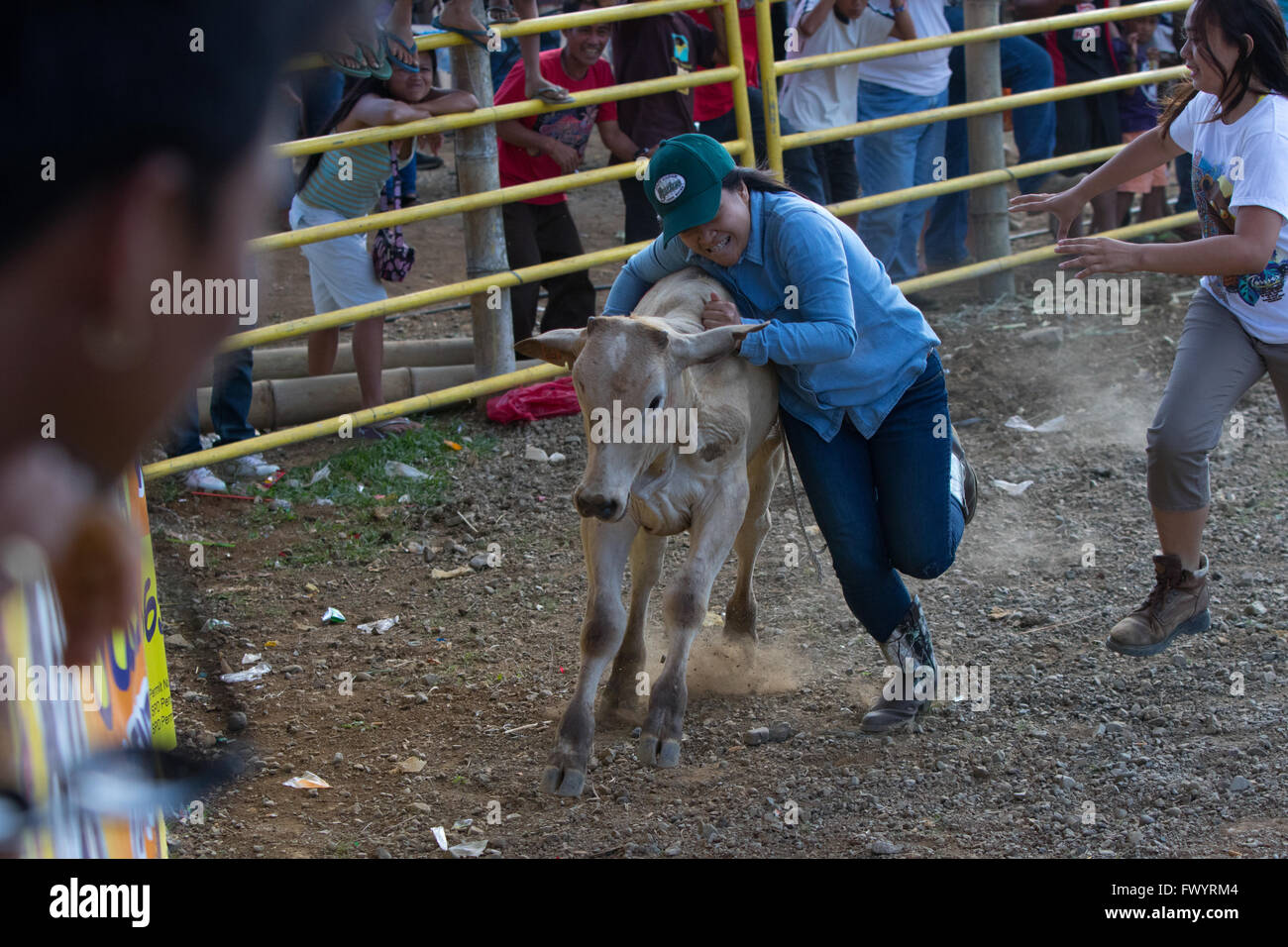 Participants take part in a calf wrestling event,Bukidnon,Mindanao,Philippines. Stock Photo