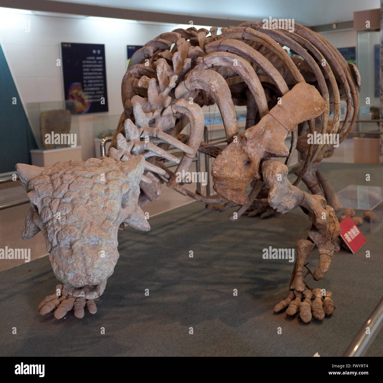 Skeleton of an ankylosaur fossil in Jiangxi Museum. Discovered in 1986 in Guangchang, Jiangxi province,  China. Stock Photo