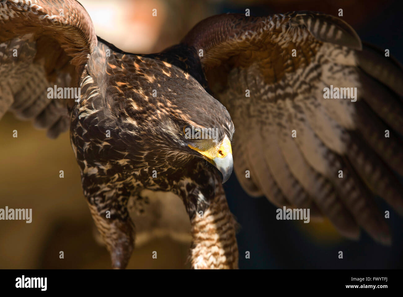Harris Hawk or Parabuteo unicinctus, a medium-large bird of prey which breeds from the southwestern United States south to Chile Stock Photo