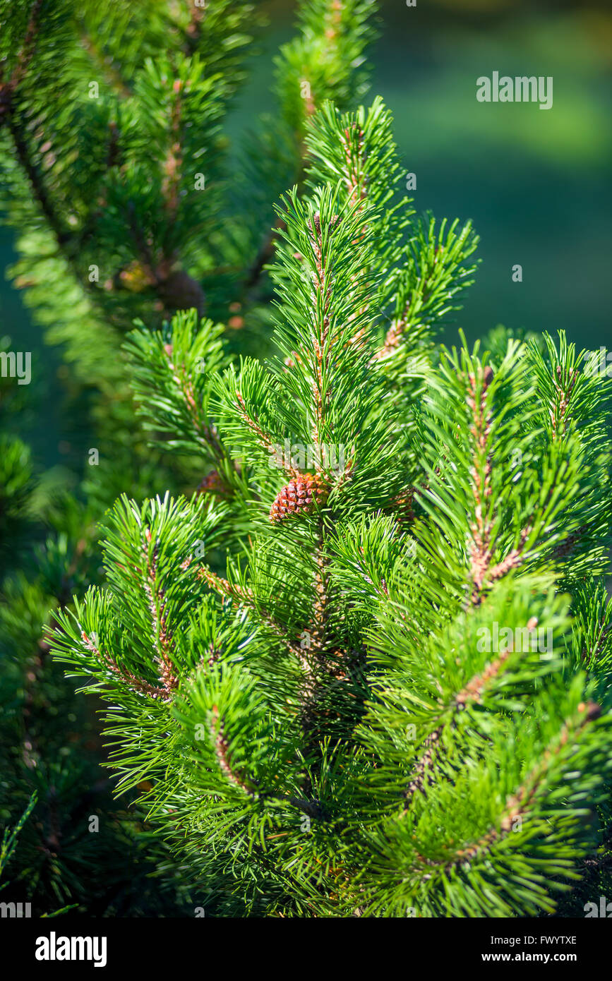 Vertical shot of pine branch with a young cone Stock Photo - Alamy