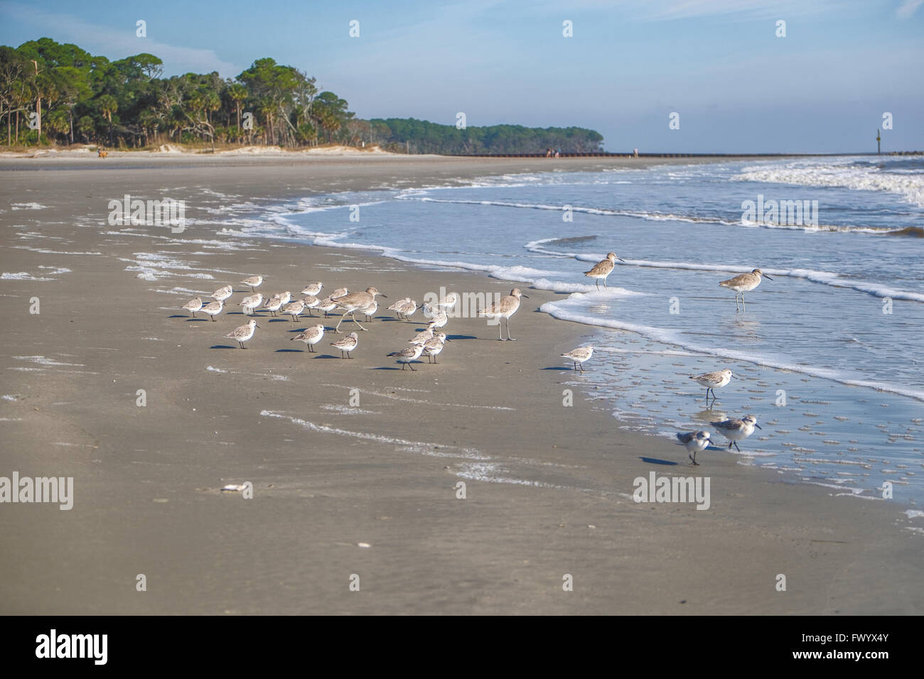 Birds on beach at Hunting Island State Park, South Carolina, USA Stock Photo