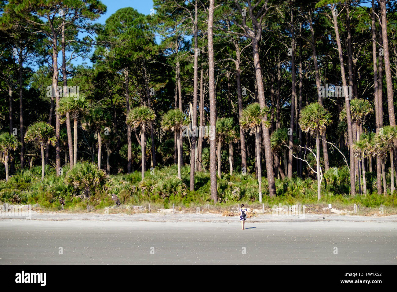 Sabal palmetto trees by beach at Hunting Island State Park, South Carolina, USA Stock Photo