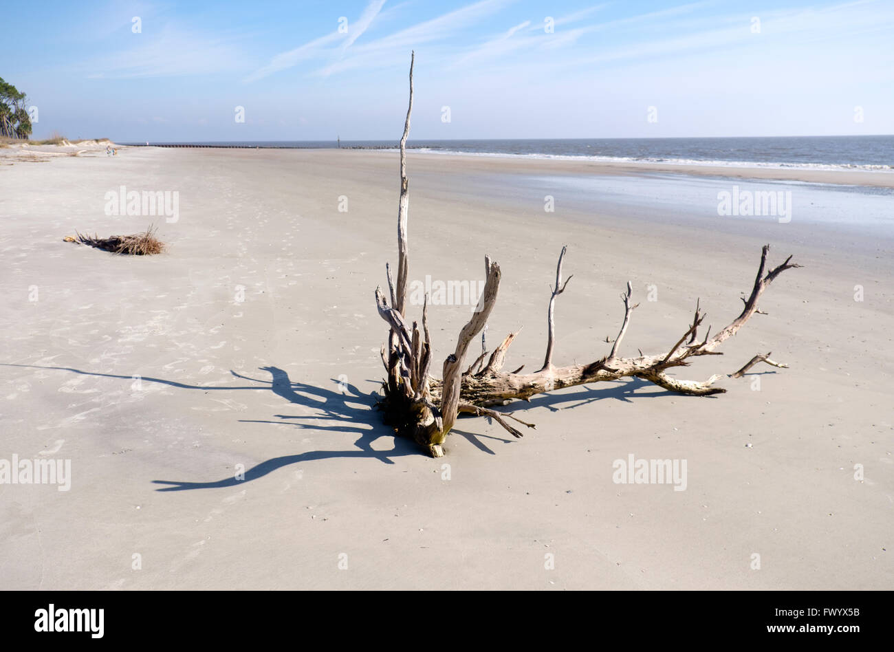 Driftwood on beach at Hunting Island State Park, South Carolina, USA Stock Photo