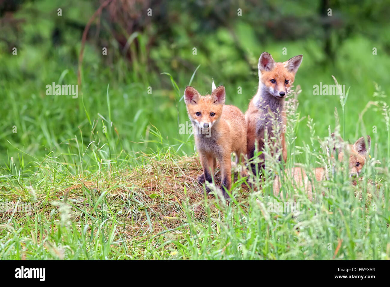Foxes in the forest in the wild Stock Photo
