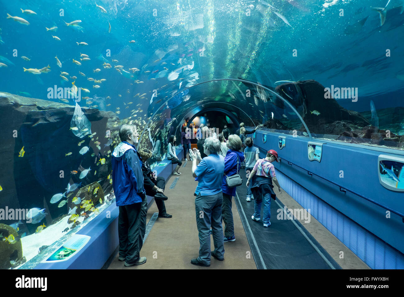 The Georgia Aquarium, Atlanta, USA Stock Photo - Alamy