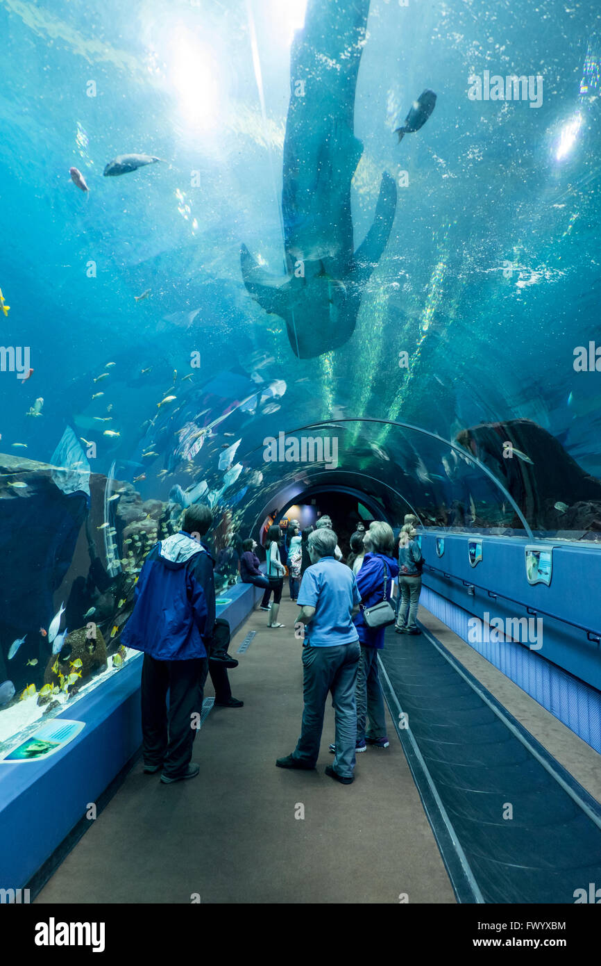The Georgia Aquarium, Atlanta, USA Stock Photo