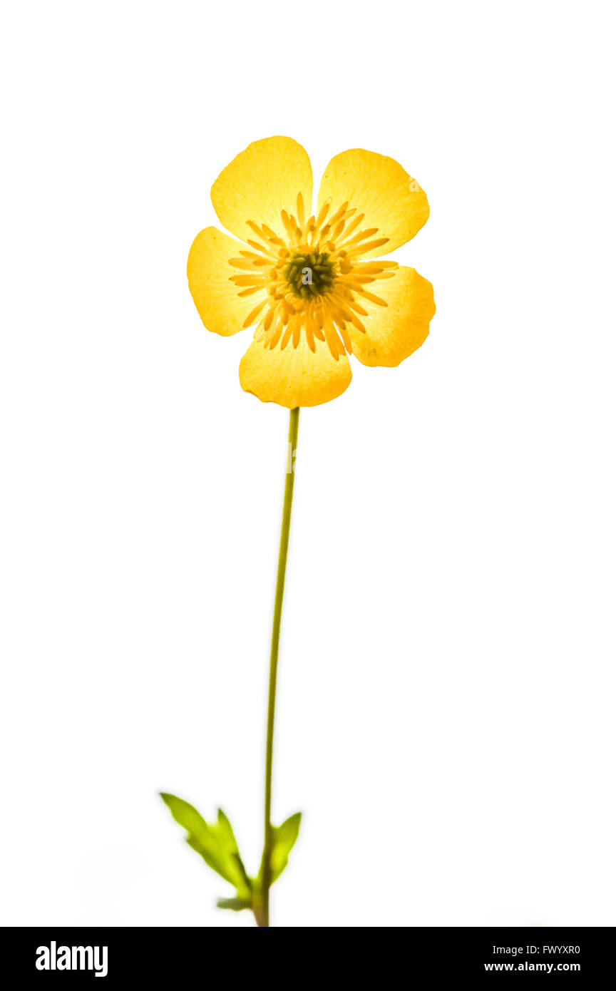 buttercup flower isolated on white background Stock Photo - Alamy