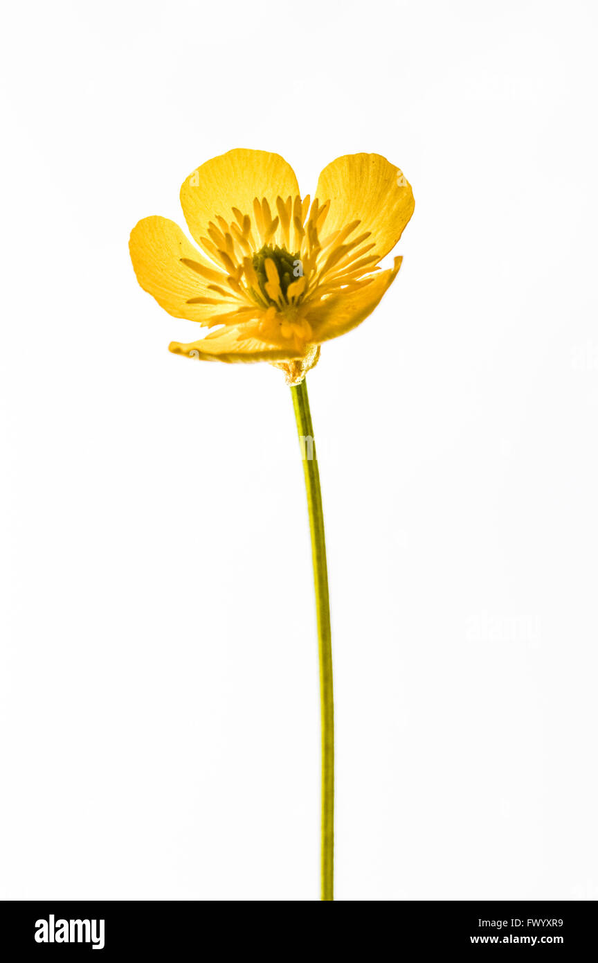 A plant of the buttercup family Cut Out Stock Images & Pictures Alamy