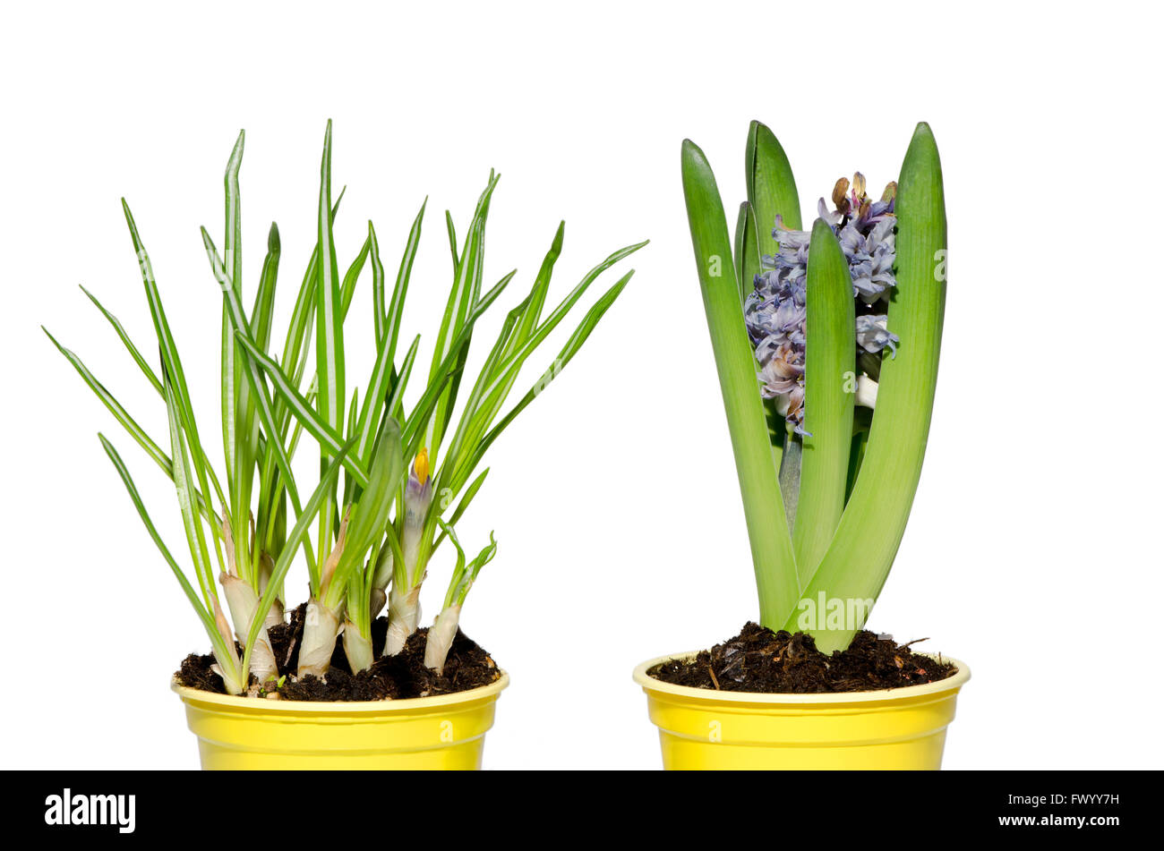 Daffodil and hyacinth isolated on white background Stock Photo Alamy