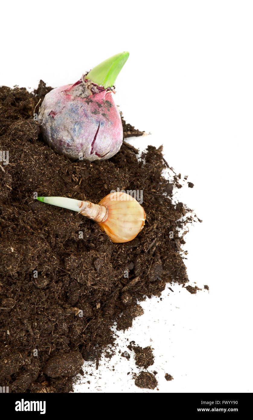 Sprouting and growing jacinth and daffodil bulbs in earth as nice