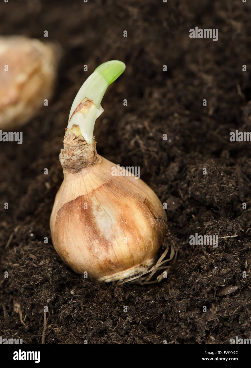 Sprouting daffodil bulb on earth, other one in the background Stock