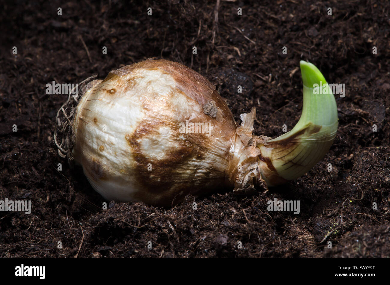Sprouting daffodil bulb on earth, other one in the background Stock