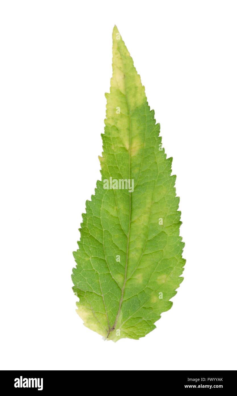 Detail of Campanula rapunculoides leaf isolated on white background. Stock Photo