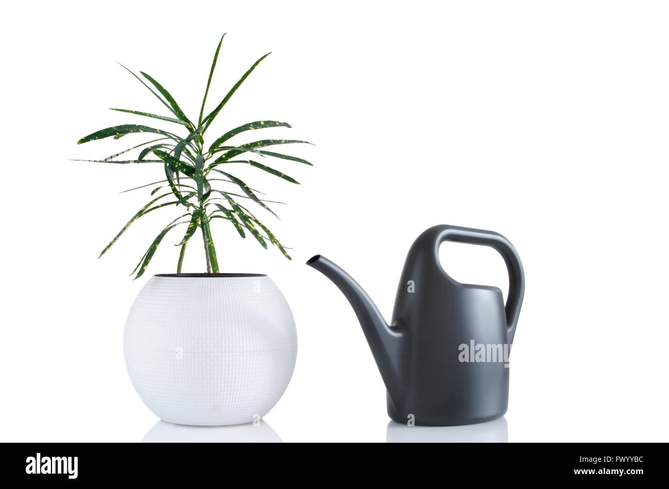 Nice houseplant in white flowerpot and grey plastic watering can