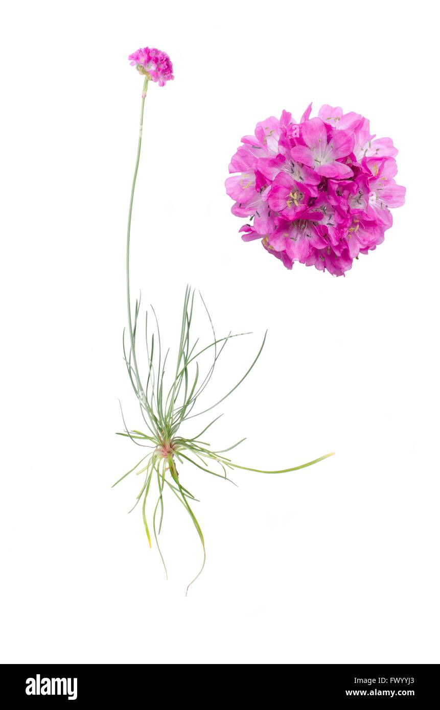 Armeria juniperifolia and detail of bloom isolated on white background. Stock Photo