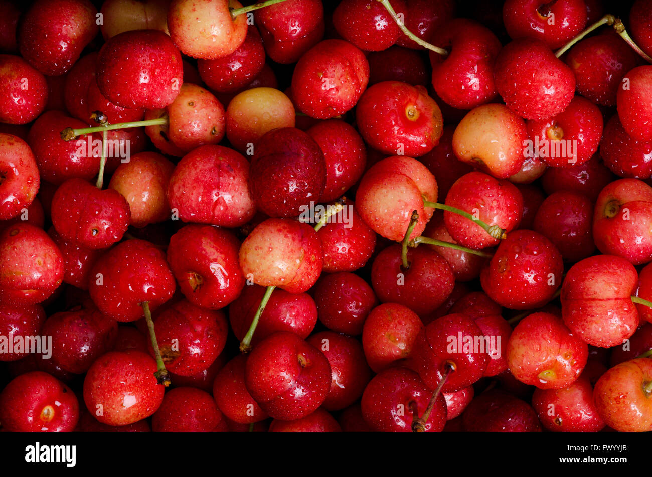 Fresh dewy cherries as lovely natural pattern. Stock Photo