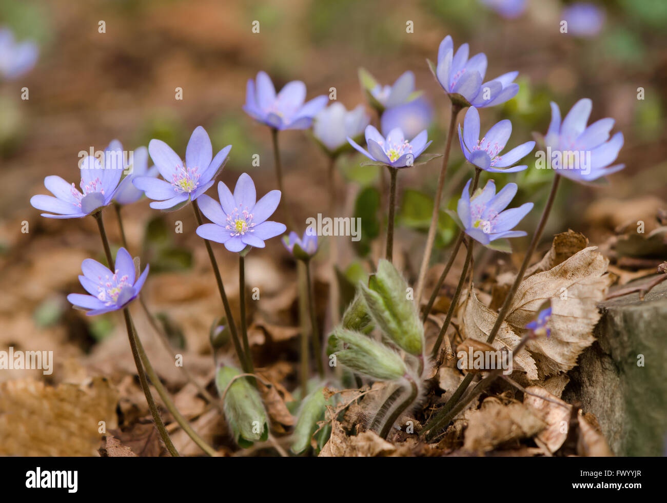 Group of hepatica flowers in woods landscape. Stock Photo