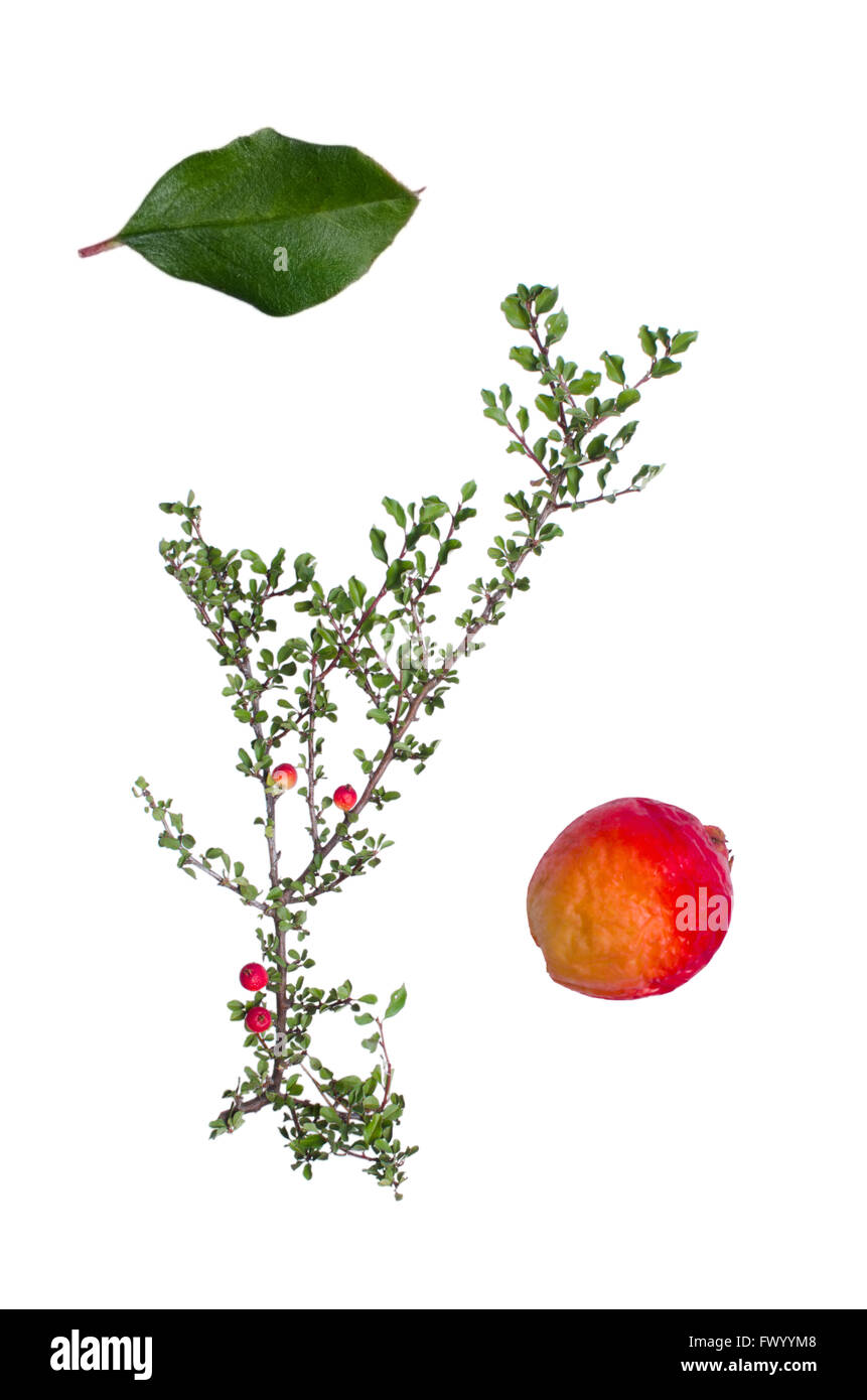 Cotoneaster with berry and leaf beside isolated on white background. Stock Photo