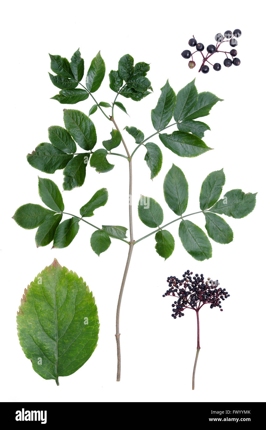 Sambucus nigra leaves and berries isolated on white background. Stock Photo